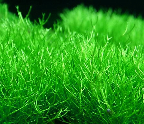 Plants Riccia Thumb page
